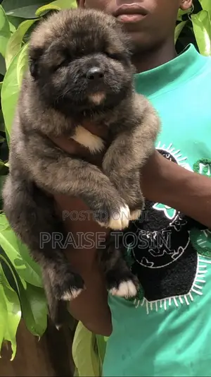 1-3 months Female Purebred Caucasian Shepherd