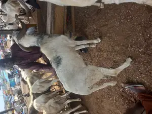 Big Rams Agbo