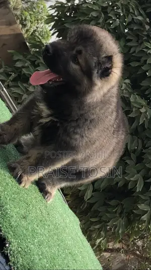 1-3 months Male Purebred Caucasian Shepherd