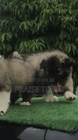1-3 months Female Purebred Caucasian Shepherd