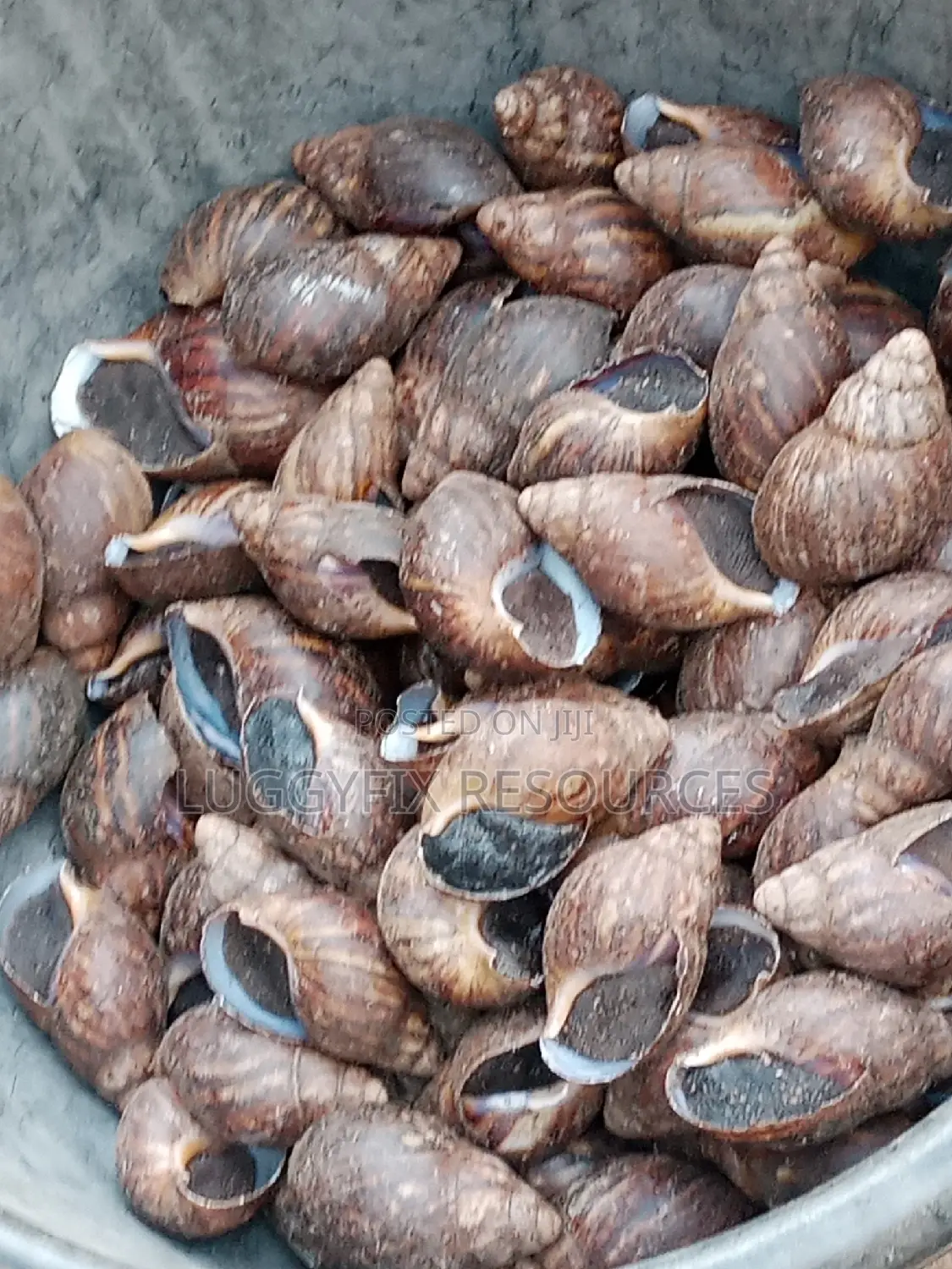 Jumbo Sizes and Point Lay