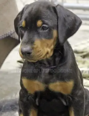 6-12 months Female Purebred Doberman Pinscher