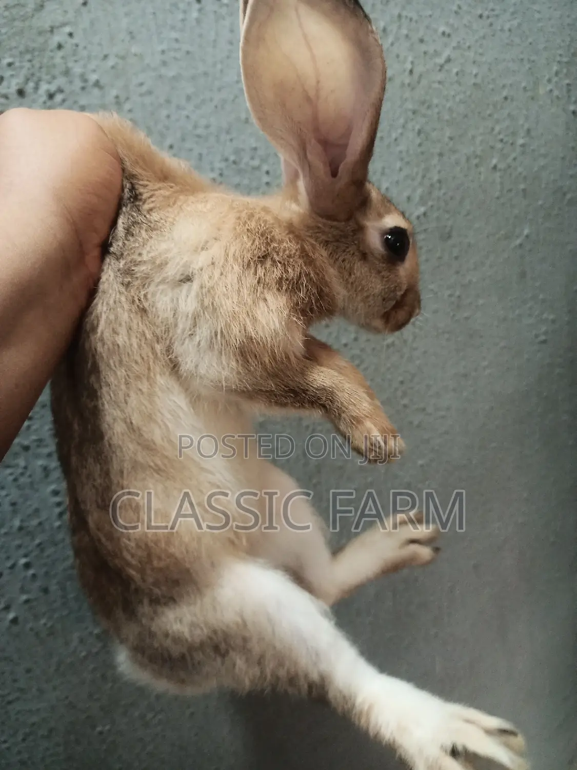 English Rabbit
