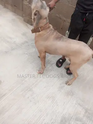 1+ year Male Purebred Boerboel