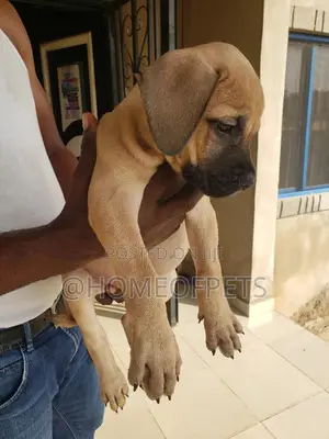 1-3 months Female Purebred Boerboel