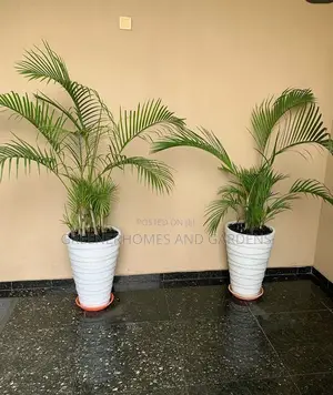 Air Purifying Plants