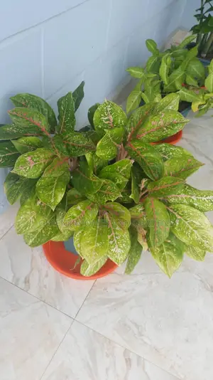 Air Purifying Plants