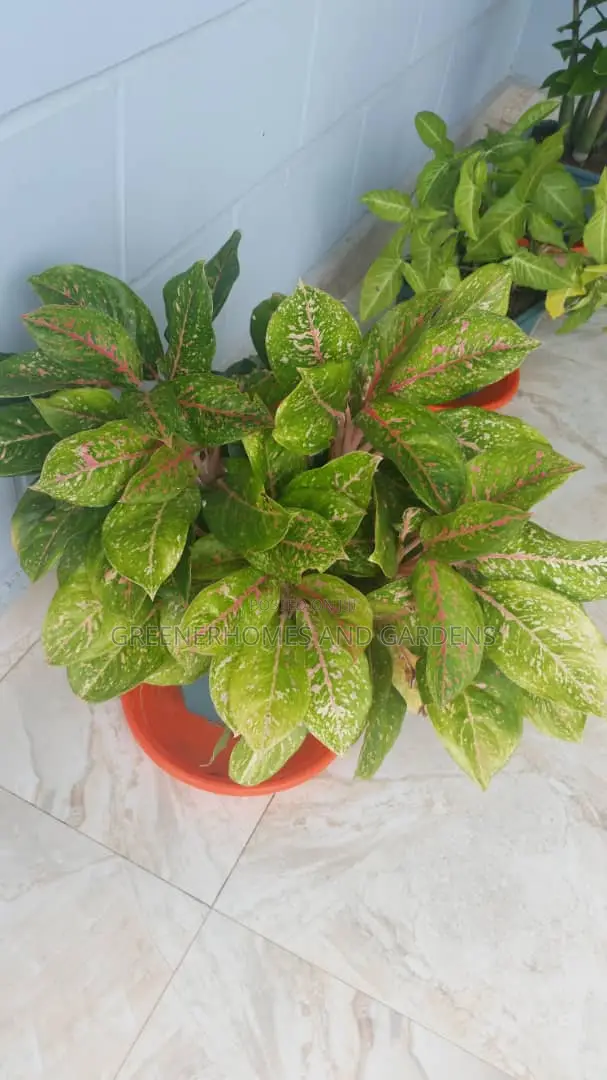 Air Purifying Plants