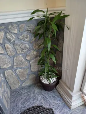 Air Purifying Plants
