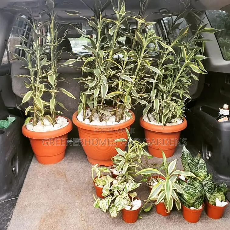 Air Purifying Plants