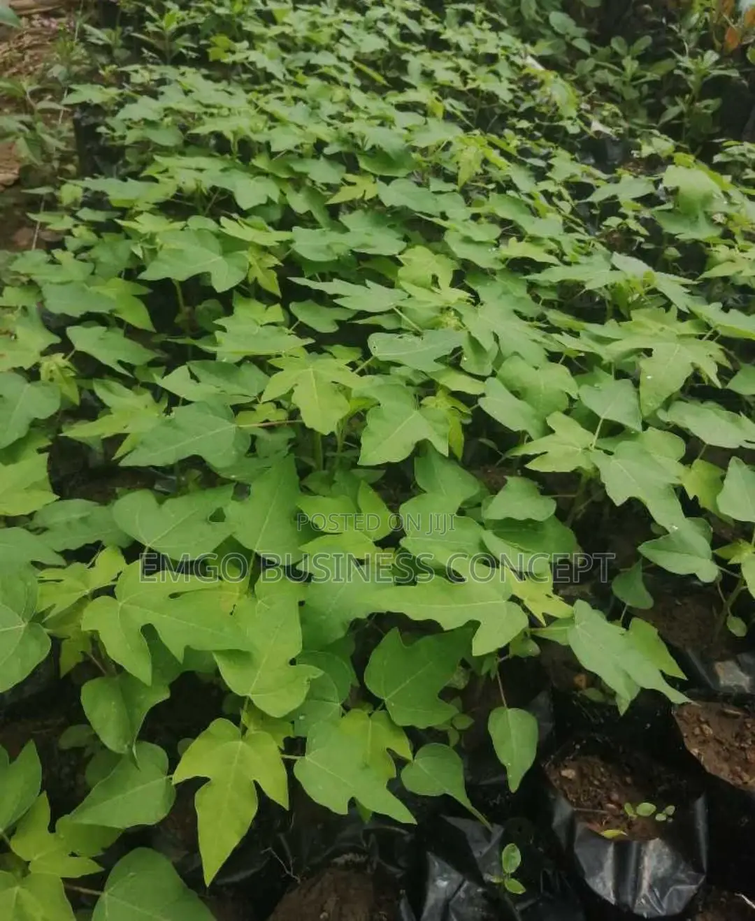 Pawpaw Seedlings