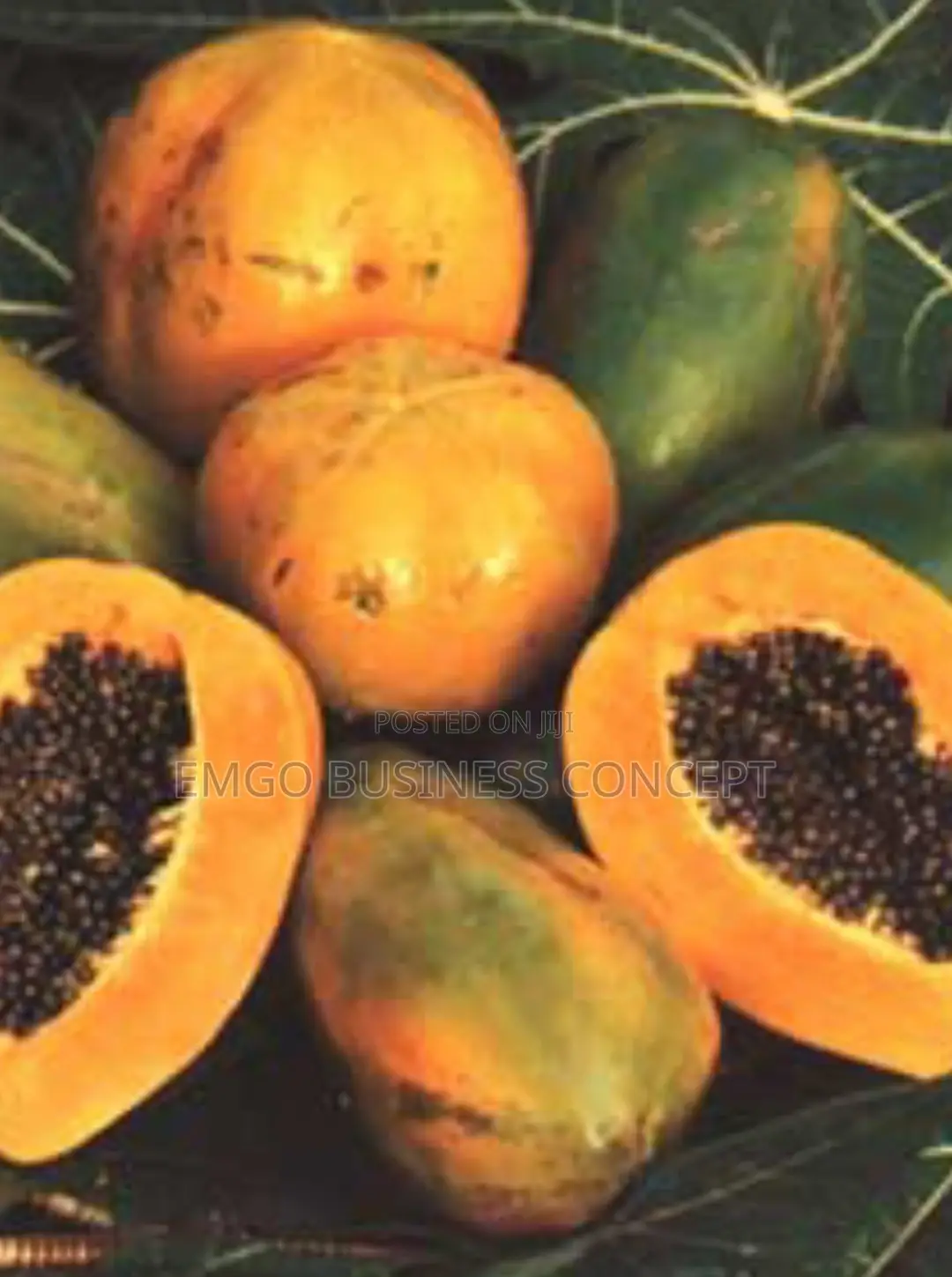 Pawpaw Seedlings