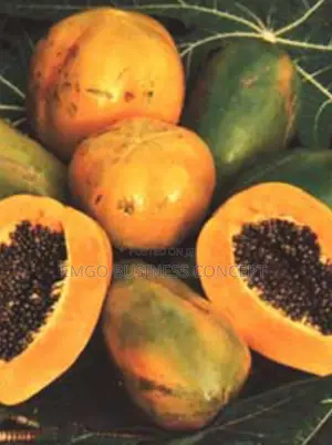 Pawpaw Seedlings