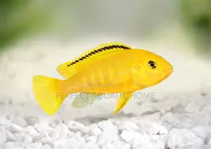 Cichlid Yellow