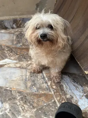 1+ year Male Purebred Lhasa Apso