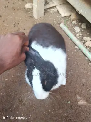 Mature Female Rabbit Dutch