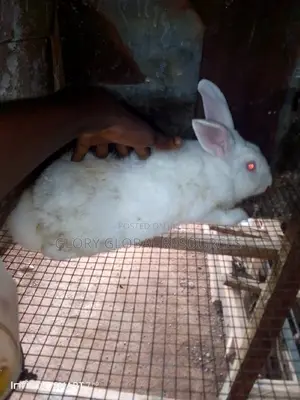 Cross Your Rabbit With 3 Years Old Strong Male Hyla