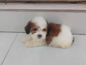 1-3 months Male Purebred Lhasa Apso