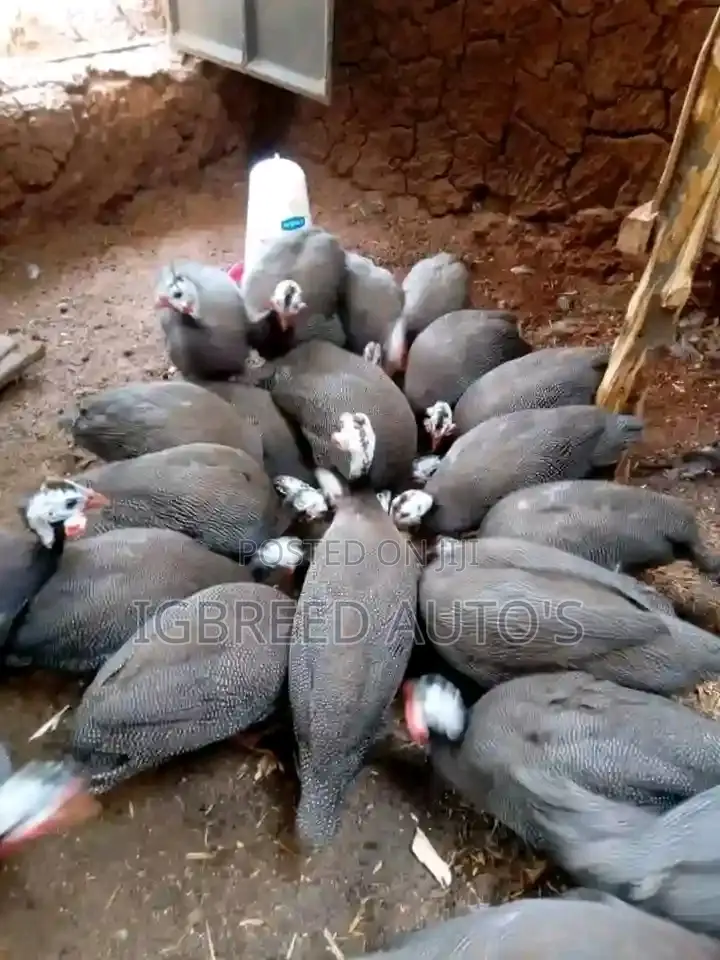 4weeks Well Vaccinated Broilers, Turkey Available for a Deal