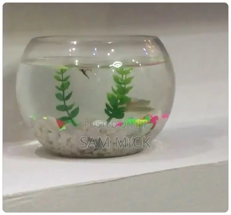 Fishbowl Kit With One Small Fish