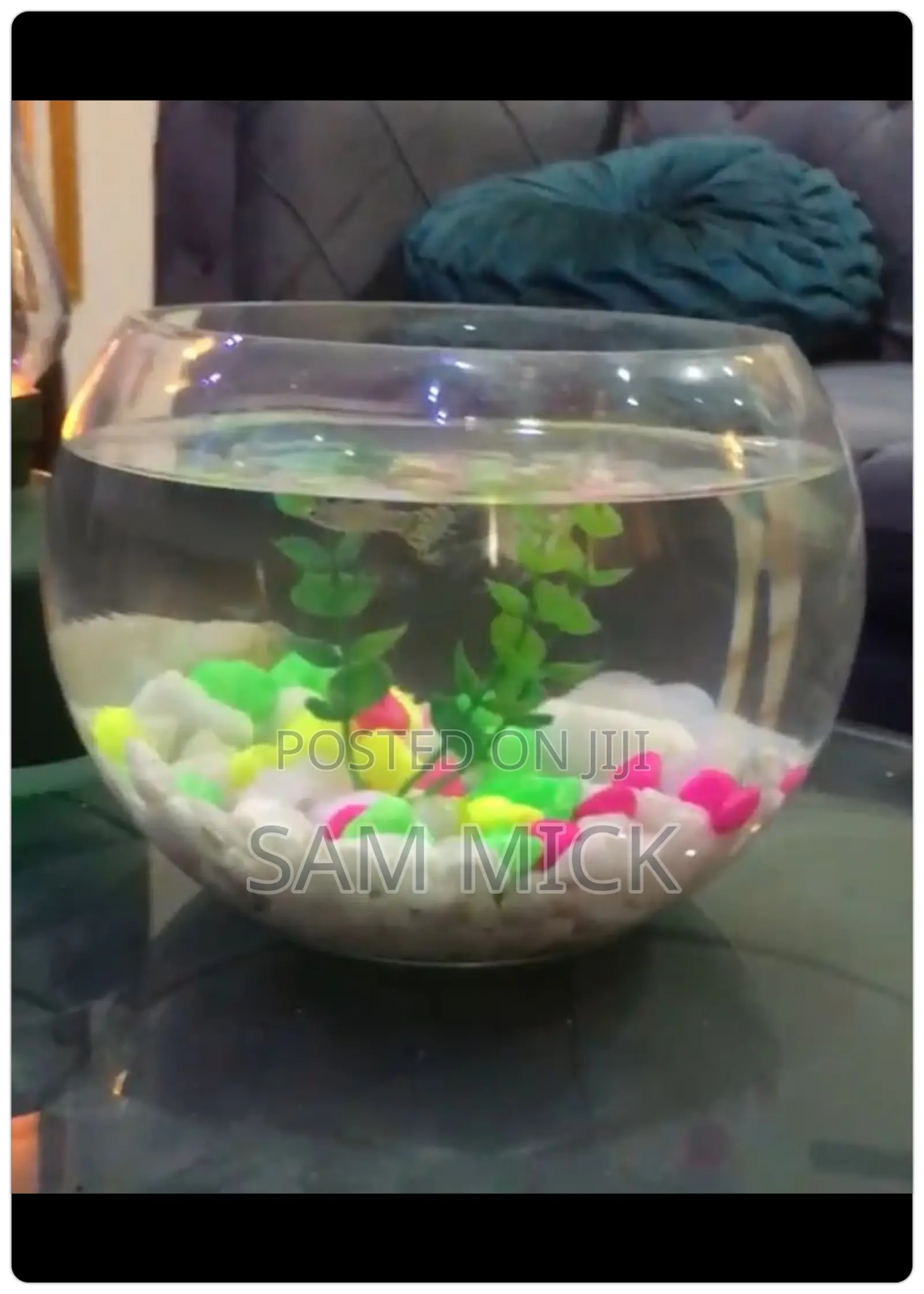 Fishbowl Kit With One Small Fish
