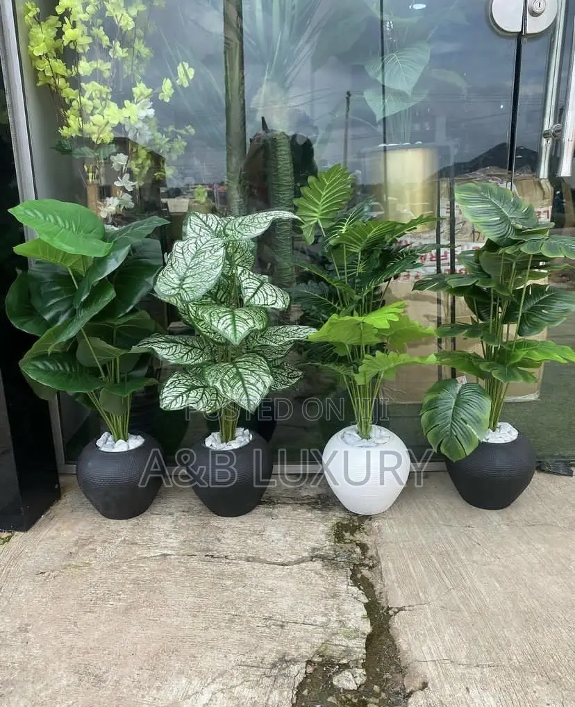 Plant And Pot