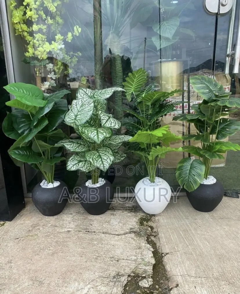 Plant And Pot
