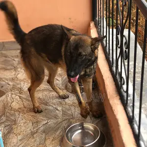 1+ year Male Purebred German Shepherd