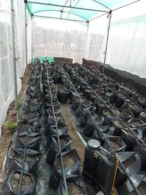 Laying of Drip Tape