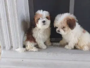 1-3 months Male Purebred Lhasa Apso