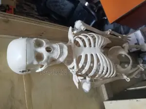 Human Skeleton