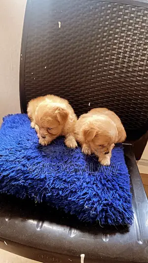 1-3 months Male Purebred Lhasa Apso
