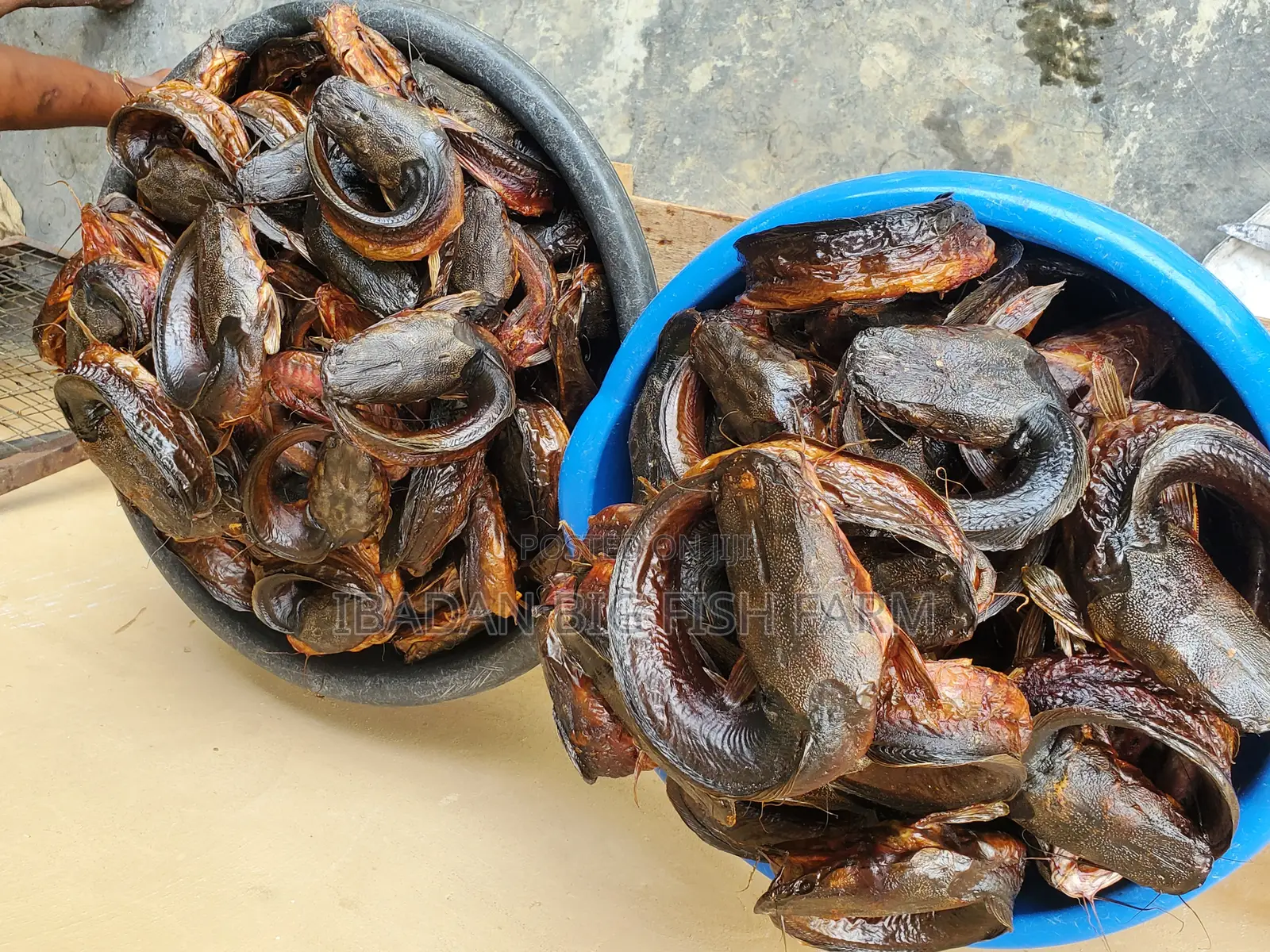 Catfish (Smoked Catfish)
