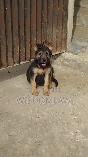 1-3 months Male Purebred German Shepherd