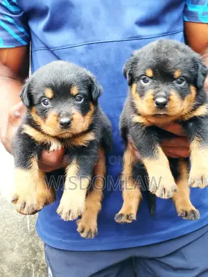 1-3 months Female Purebred Rottweiler