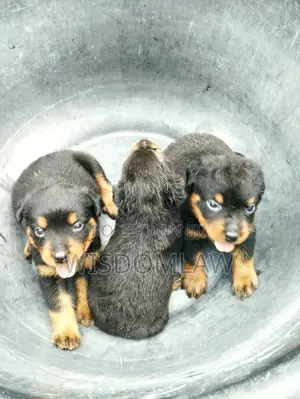 1-3 months Male Purebred Rottweiler
