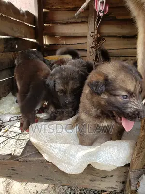 1-3 months Female Purebred German Shepherd