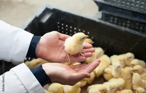 Healthy Dayolds Chicks