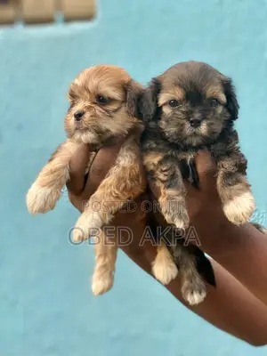 1-3 months Female Purebred Lhasa Apso