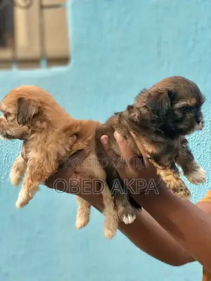 1-3 months Female Purebred Lhasa Apso