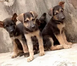 1-3 months Male Purebred German Shepherd