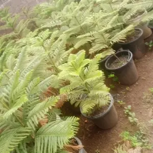 Aurecaria Plant for Avenues, Hotels, Luxury Building