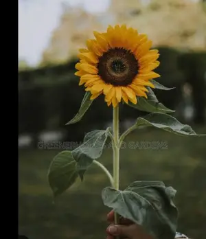 Sunflower Seedling