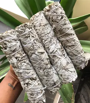 1pc 18cm California White Sage in Nigeria