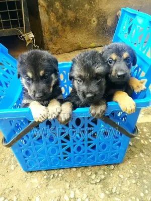 1-3 months Male Purebred German Shepherd