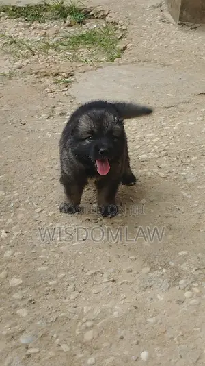 1-3 months Male Purebred Caucasian Shepherd