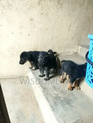 1-3 months Female Purebred German Shepherd