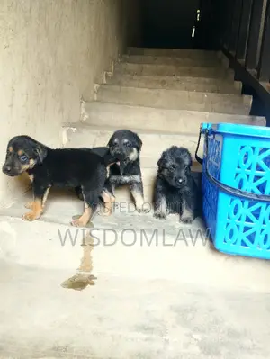 1-3 months Female Purebred German Shepherd