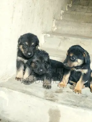 1-3 months Female Purebred German Shepherd