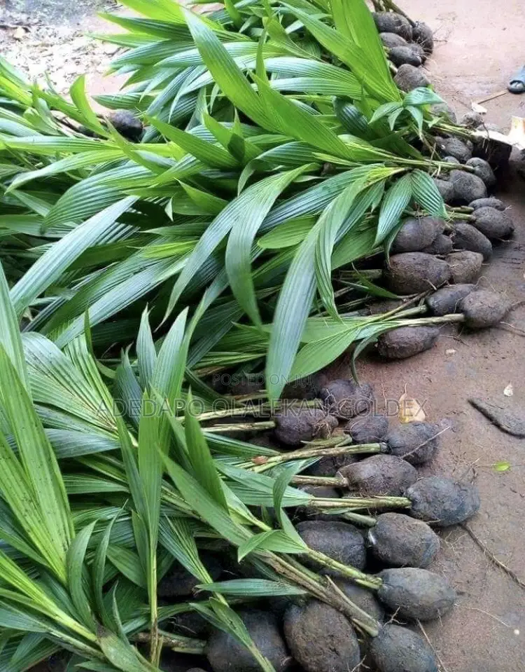 Malaysia Dwarf Coconut Seedlings